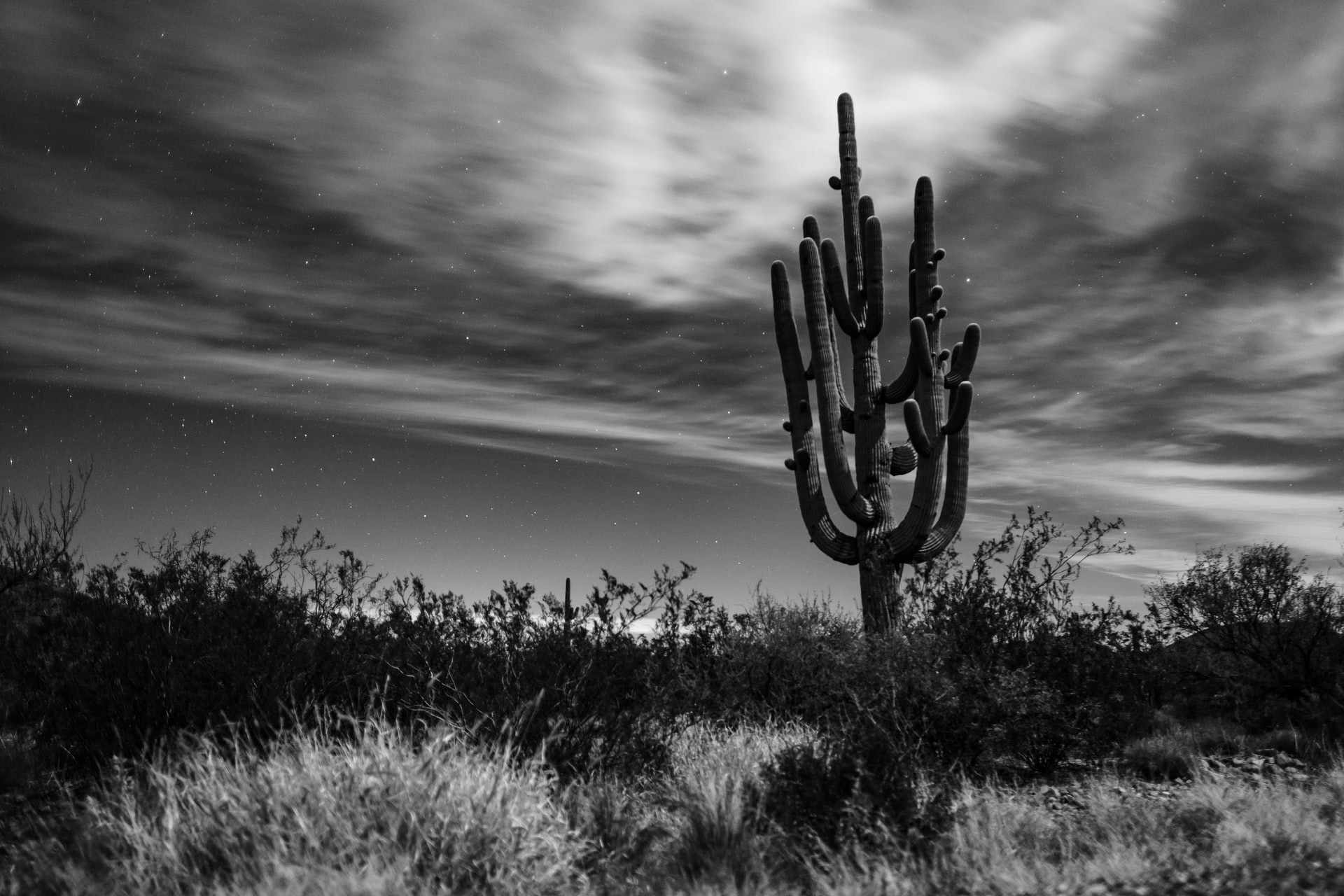 Tucson Veterinary Specialists